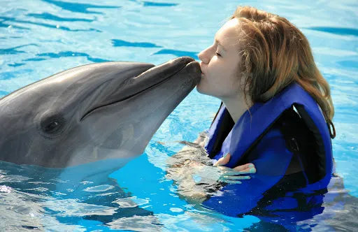 Full Description Dolphin Show Tour: