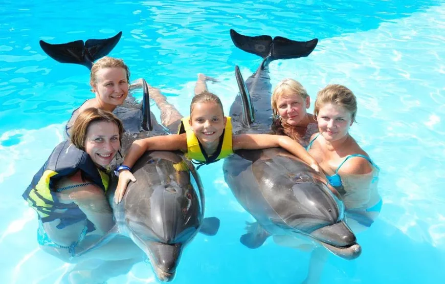 Dolphin Show & Optional Swimming with Dolphins