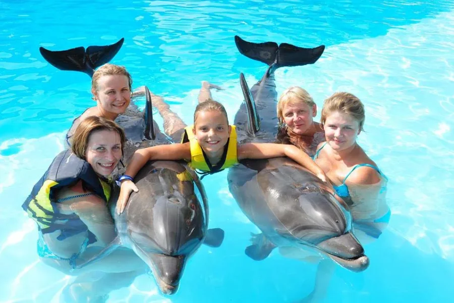 Dolphin Show & Optional Swimming with Dolphins