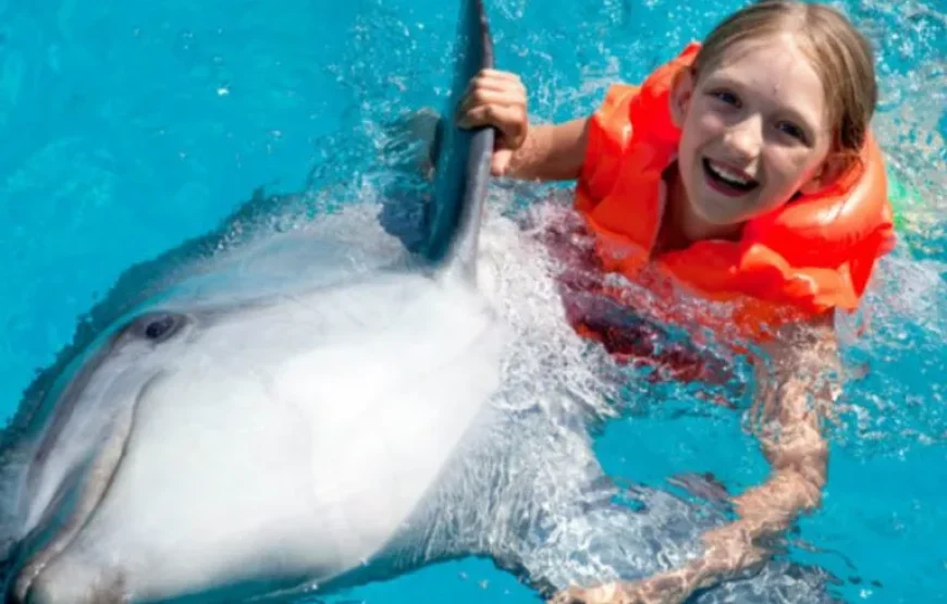 Dolphin Show & Optional Swimming with Dolphins