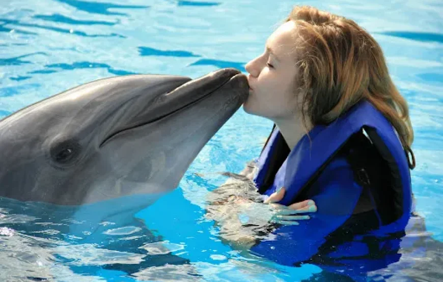 Dolphin Show & Optional Swimming with Dolphins