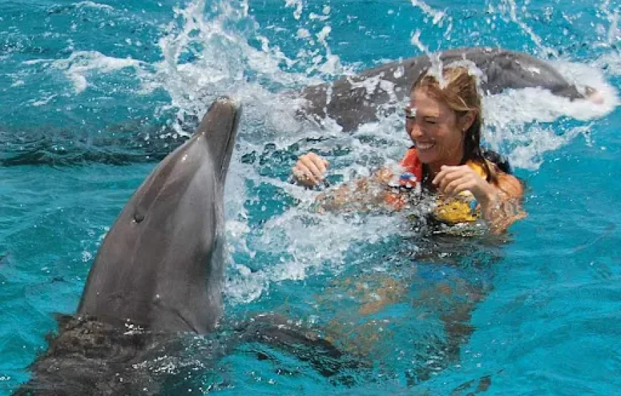 Dolphin Show & Optional Swimming with Dolphins