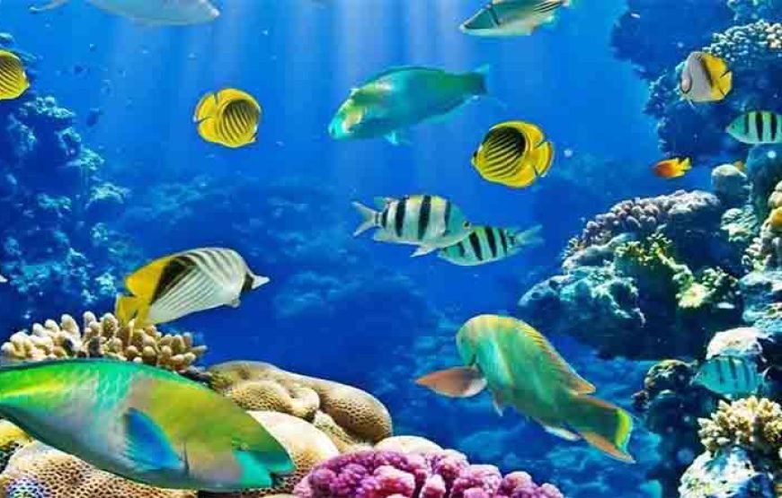 Professional Scuba Diving Boat Trip With Lunch and Transfer – Hurghada