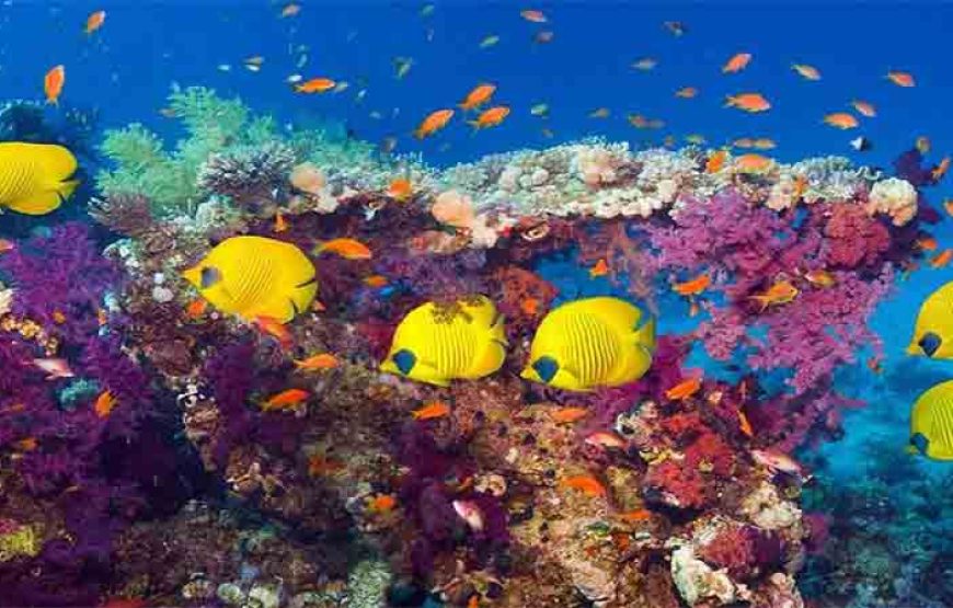 Hurghada: Orange Bay Island and Snorkeling Cruise with Lunch