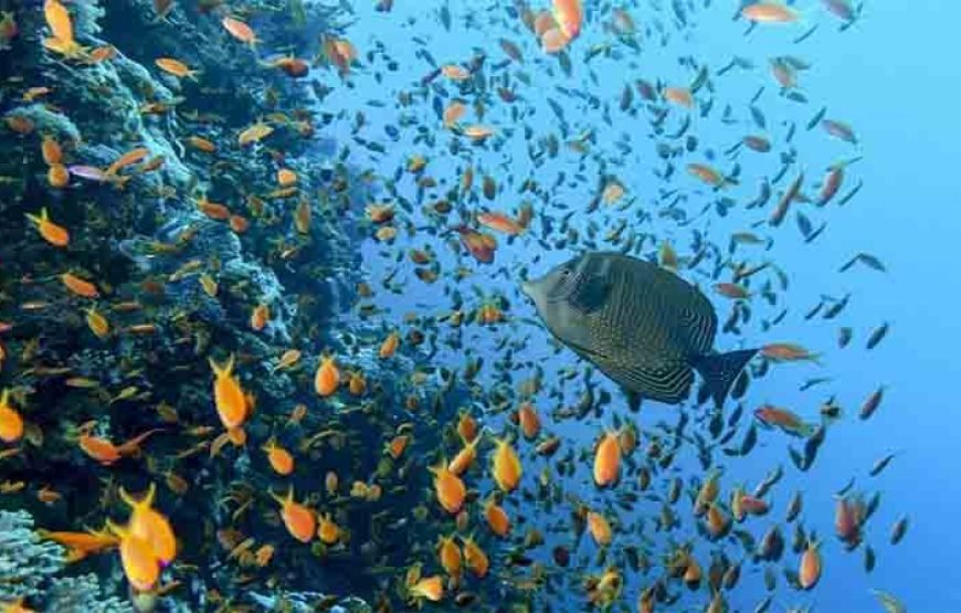 2 Scuba Diving for Beginners Day-Trip with Lunch in Marsa Alam