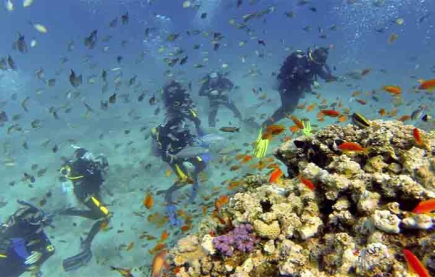 Professional Scuba Diving Boat Trip With Lunch and Transfer – Hurghada