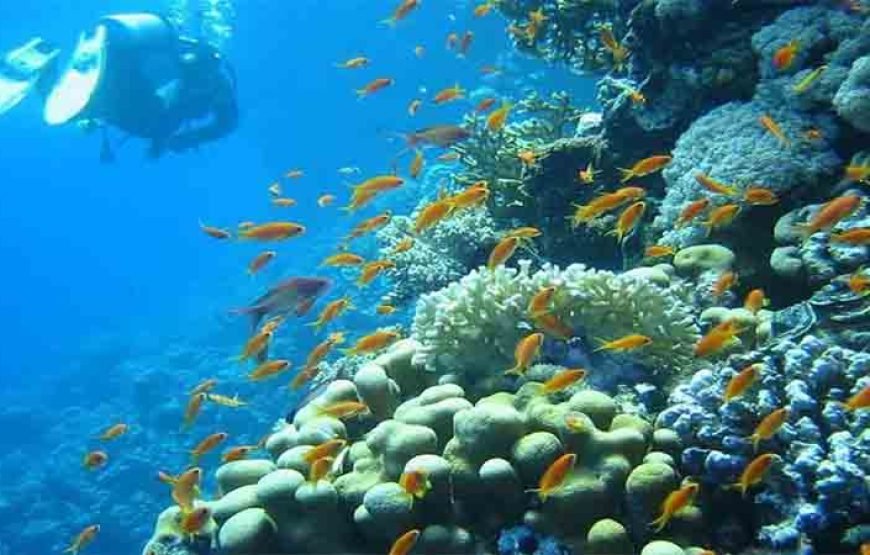 Professional Scuba Diving Boat Trip With Lunch and Transfer – Hurghada