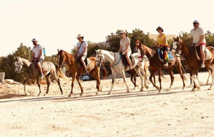 Hurghada: Two hours Horse riding on the desert and the sea with transfer