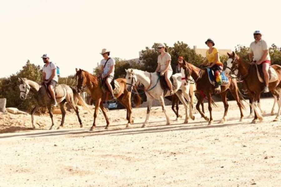Sharm El Sheikh : One Hour Horse Riding or Camel Riding At Amazing Desert