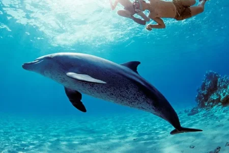 Hurghada: Dolphin House Snorkeling Day Tour With Lunch And Drinks
