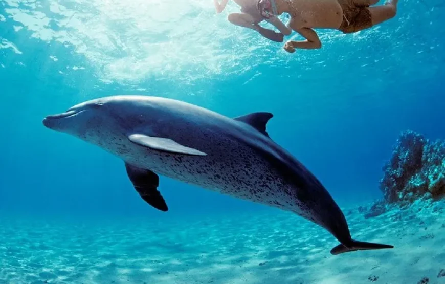 Hurghada: Dolphin House Snorkeling Day Tour With Lunch And Drinks