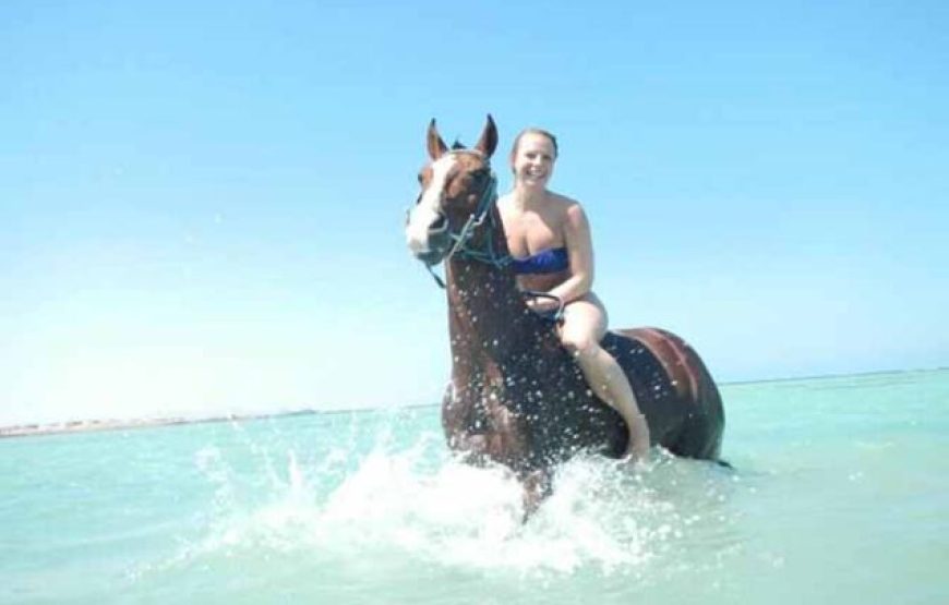 Hurghada: Two hours Horse riding on the desert and the sea with transfer