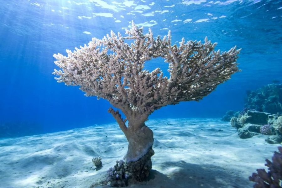 White Island ELITE VIP Cruise Snorkeling Sea Trip, Sea Food Lunch-Sharm ElSheikh