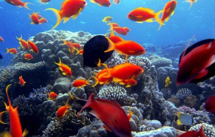 2 Scuba Diving for Beginners Day-Trip with Lunch in Marsa Alam