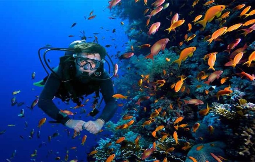 Snorkeling & Diving Adventure at Ras Muhammad and White Island – Sharm El Sheikh Tour