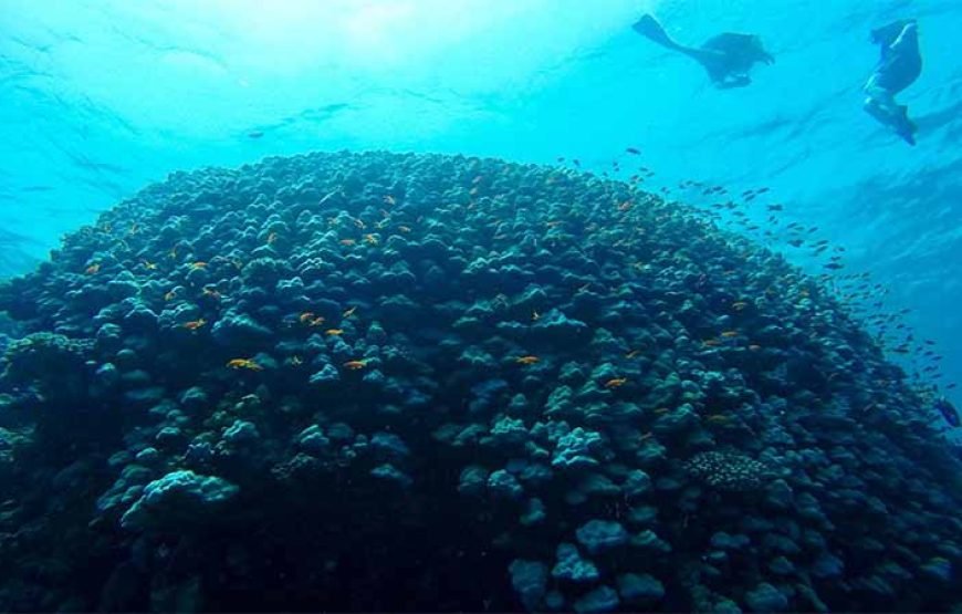 2 Scuba Diving for Beginners Day-Trip with Lunch in Marsa Alam