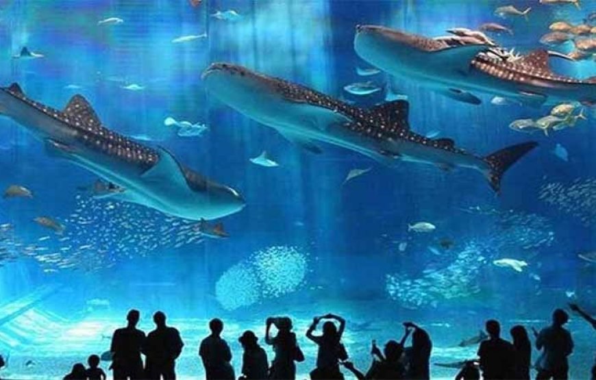 Hurghada: journey at the Hurghada Grand Aquarium & Zoo Tickets with Hotel Transfers