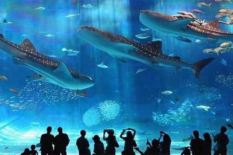 Hurghada: journey at the Hurghada Grand Aquarium & Zoo Tickets with Hotel Transfers