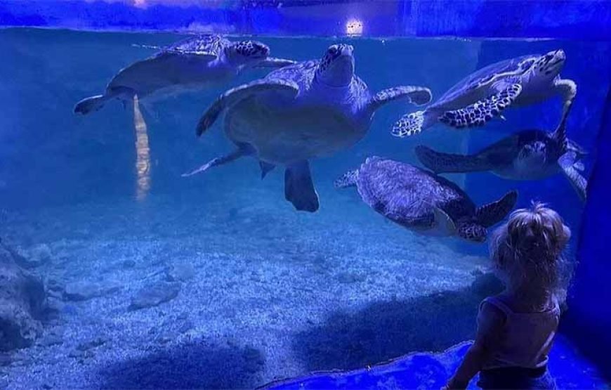 Hurghada: journey at the Hurghada Grand Aquarium & Zoo Tickets with Hotel Transfers
