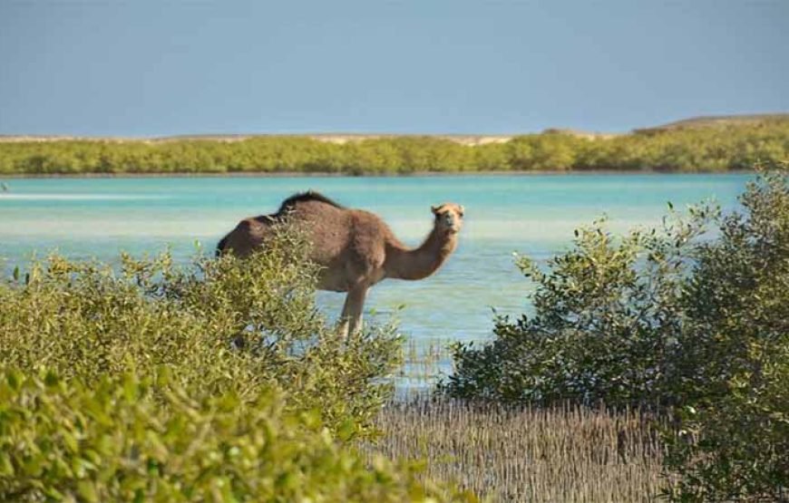 Marsa Alam Super Quad : 40KM Quad Biking, Camel Ride, Bedouin Dinner & Stargazing