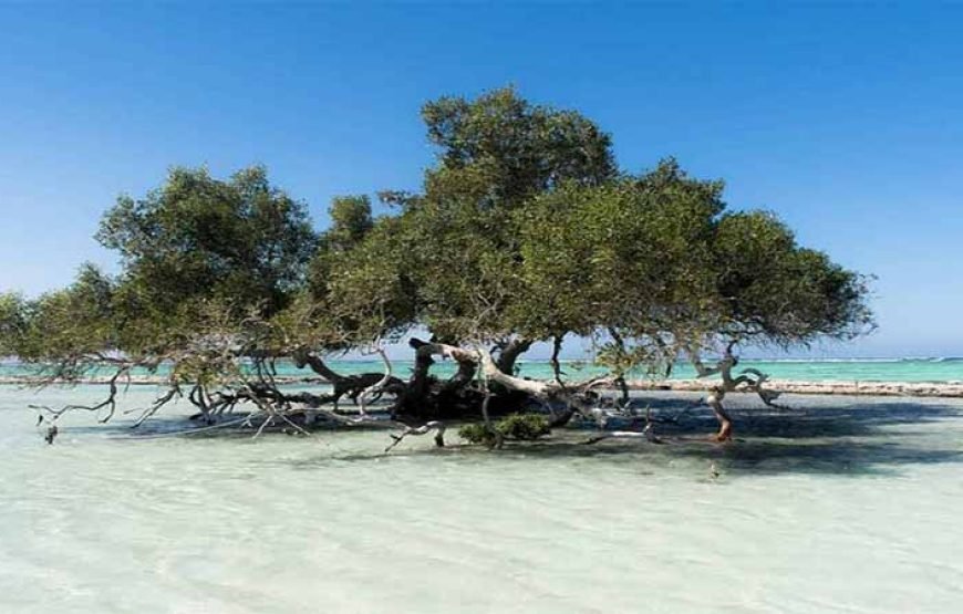 Marsa Alam Super Quad : 40KM Quad Biking, Camel Ride, Bedouin Dinner & Stargazing