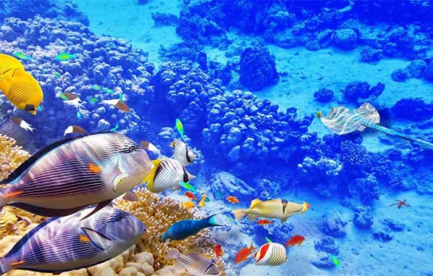 Luxury Cruise to Orange Bay and Hula Hula island Trip-Hurghada