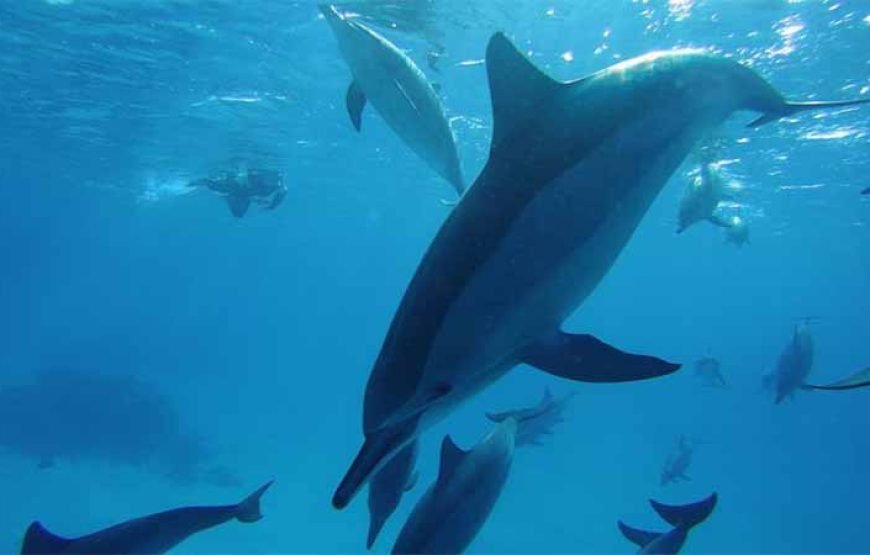 Sha’ab Samadai Reef – Dolphin House Snorkeling Tour at Marsa Alam
