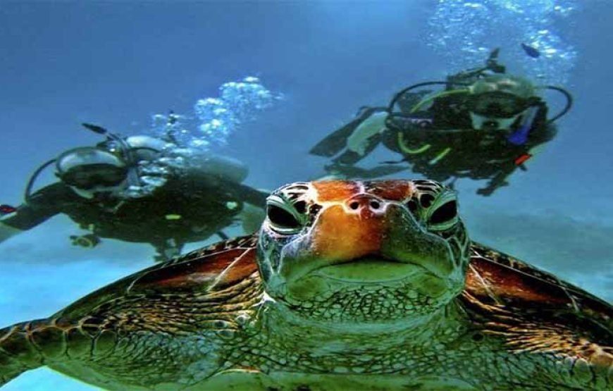 Marsa Mubarak Boat Trip with Dugongs and Turtles in Marsa Alam