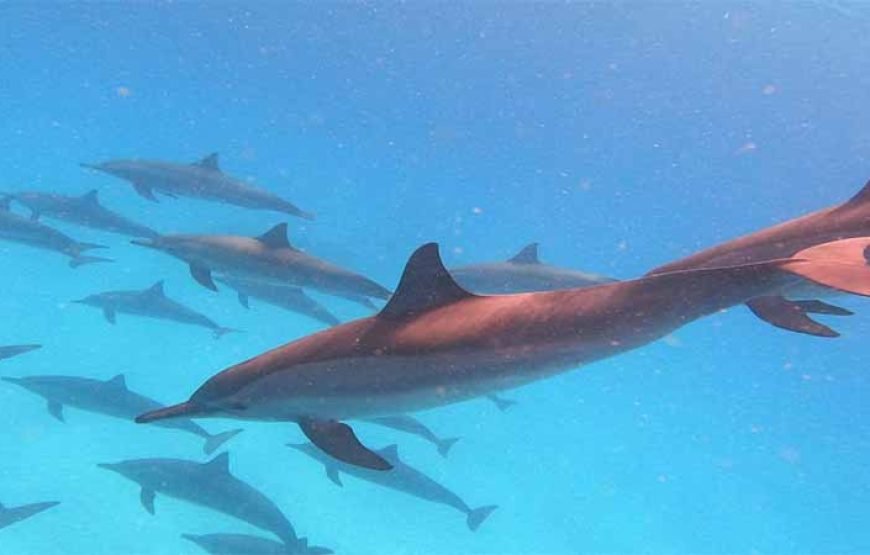 Sha’ab Samadai Reef – Dolphin House Snorkeling Tour at Marsa Alam