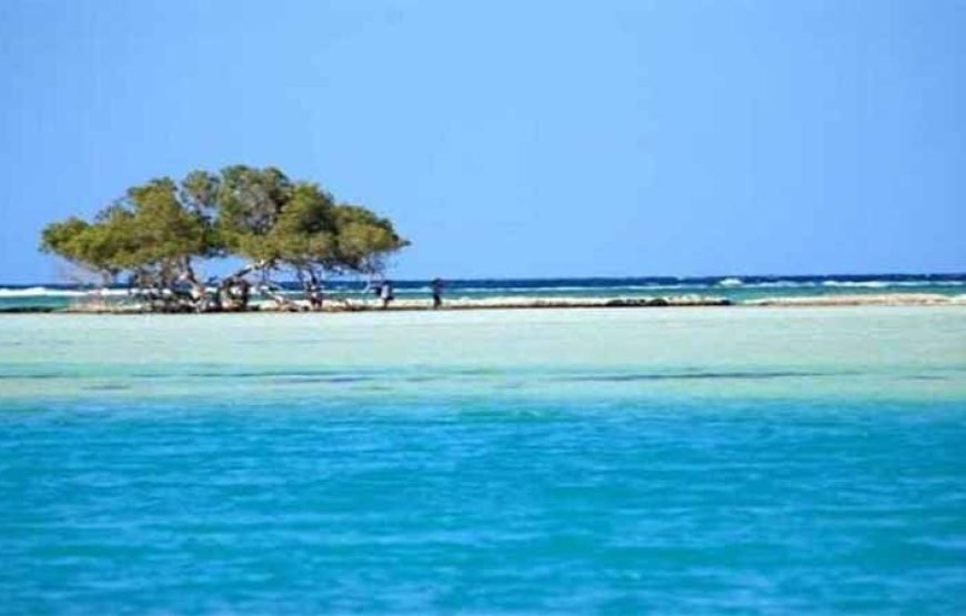 Sha’ab Samadai Reef – Dolphin House Snorkeling Tour at Marsa Alam