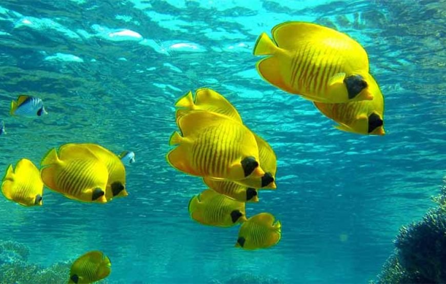 Luxury Cruise to Orange Bay and Hula Hula island Trip-Hurghada