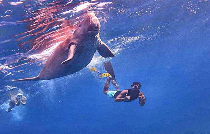 Marsa Mubarak Boat Trip with Dugongs and Turtles in Marsa Alam