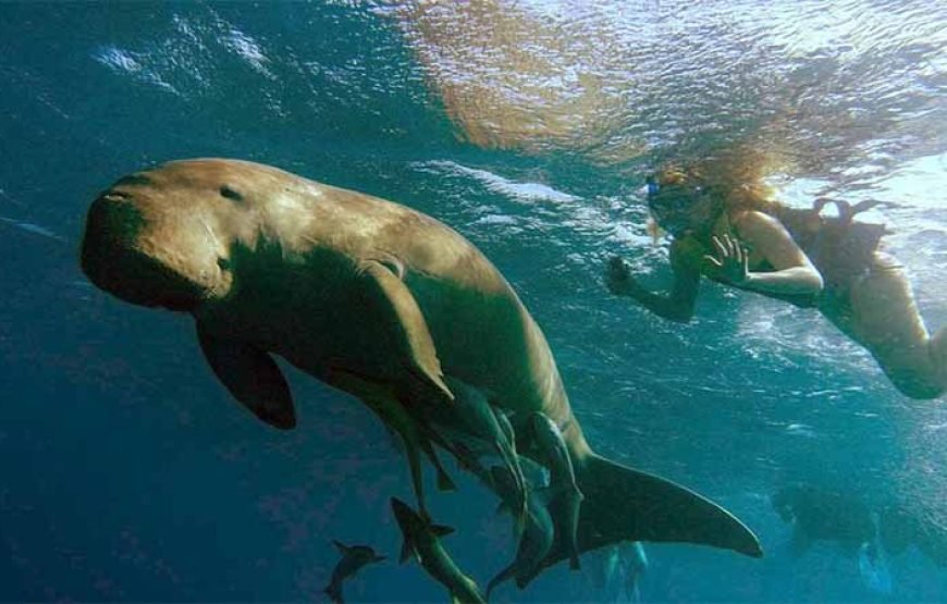 Marsa Mubarak Boat Trip with Dugongs and Turtles in Marsa Alam