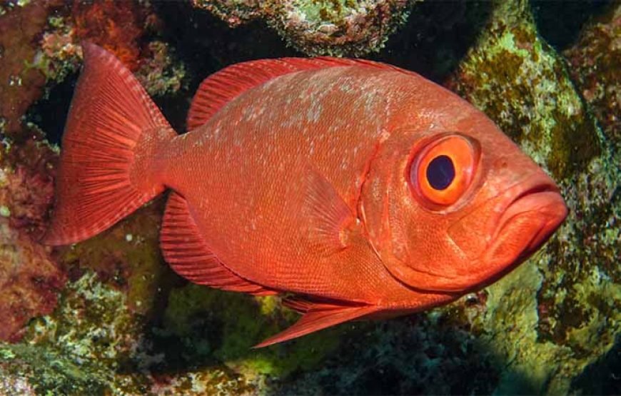 Marsa Mubarak Boat Trip with Dugongs and Turtles in Marsa Alam