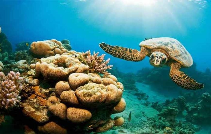 Hamata and Qulaan Islands Boat Tour 3 stops Snorkeling And Lunch