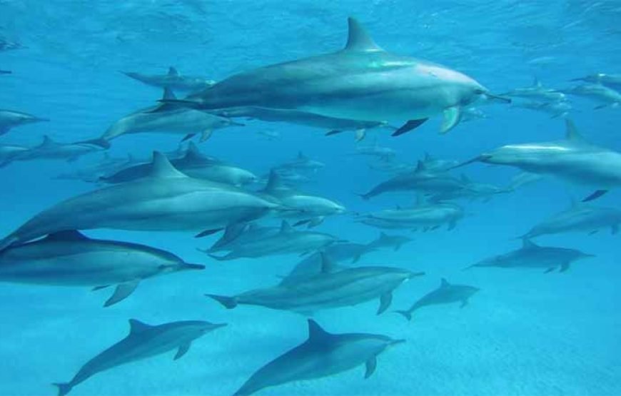 Sha’ab Samadai Reef – Dolphin House Snorkeling Tour at Marsa Alam