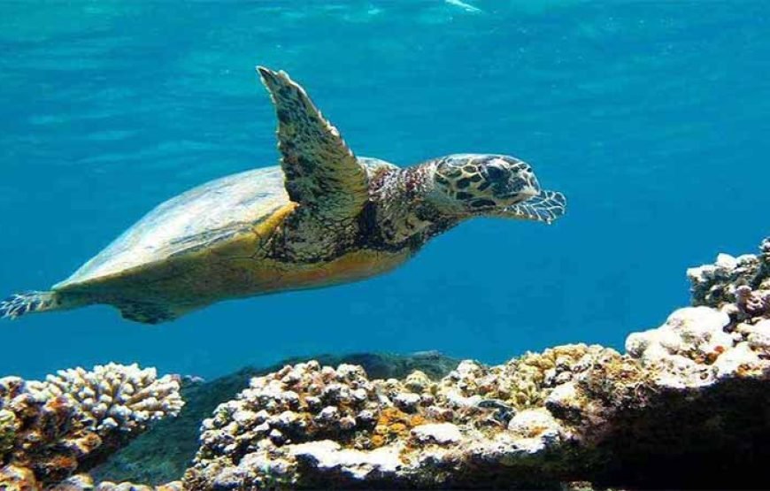 Marsa Mubarak Boat Trip with Dugongs and Turtles in Marsa Alam