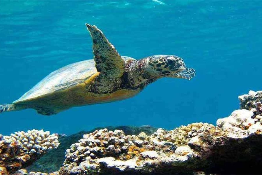 Marsa Mubarak Boat Trip with Dugongs and Turtles in Marsa Alam