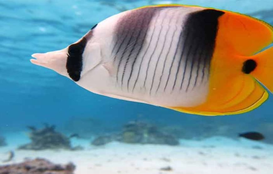 Luxury Cruise to Orange Bay and Hula Hula island Trip-Hurghada