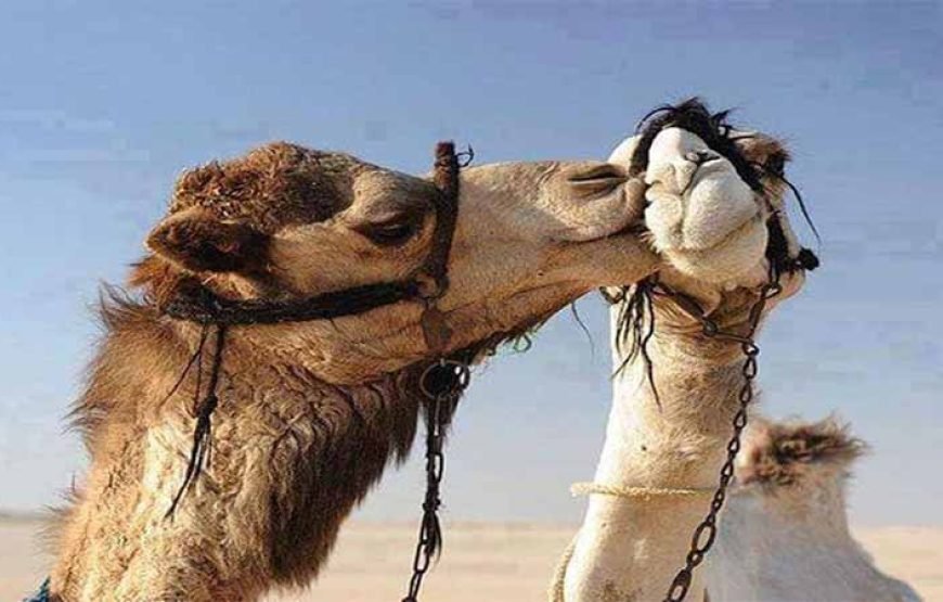 Marsa Alam: Morning or Sunset Quad Bike Desert Safari with Transfers